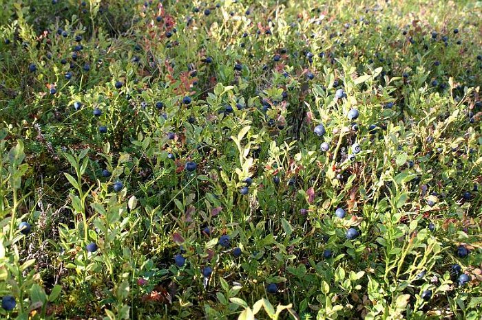 Vaccinium myrtillus (4)